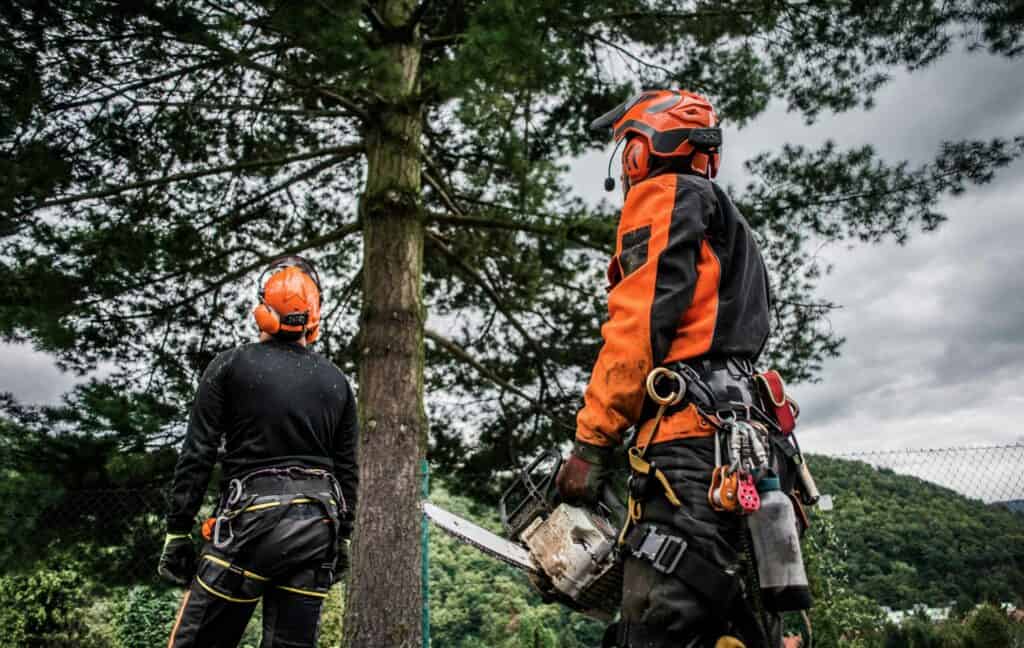 Tree surgeons pruning large tree with chainsaw in Devon.