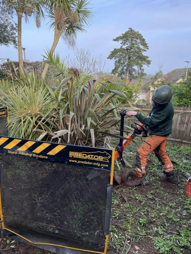 Tree stump grinding by Devon Trees & Grounds Ltd in a garden setting.