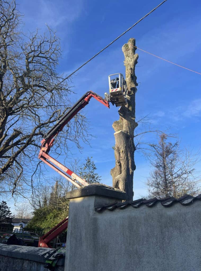 Tree pruning by Devon Trees & Grounds Ltd using cherry picker equipment.
