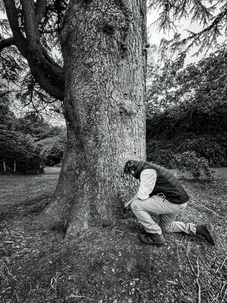 Tree inspection by professional arborist at Devon Trees & Grounds Ltd.