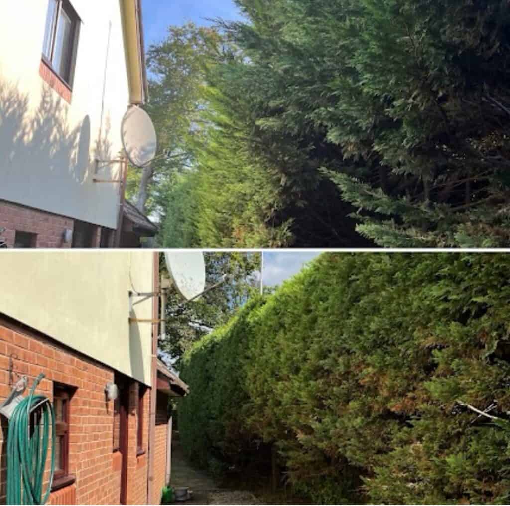 Tree trimming and hedge maintenance by Devon Trees & Grounds Ltd in Devon.