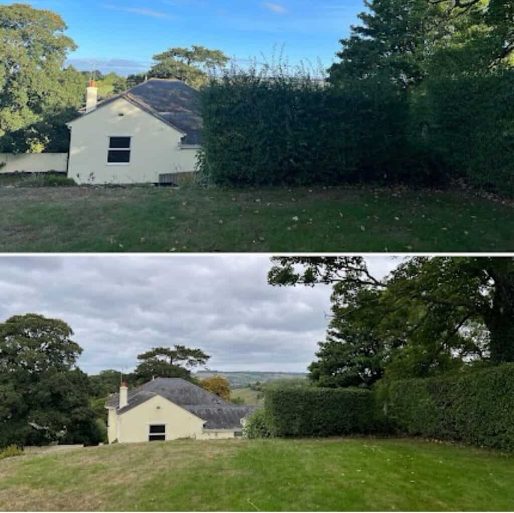 Before and after garden hedge trimming by Devon Trees & Grounds Ltd.