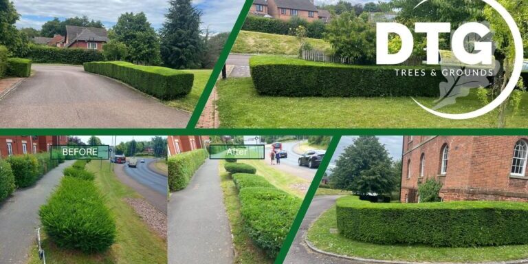 Hedge trimming and landscaping by Devon Trees & Grounds Ltd in a residential area.