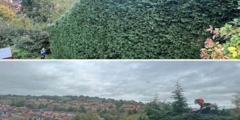 Hedge trimming and garden maintenance by Devon Trees & Grounds Ltd.