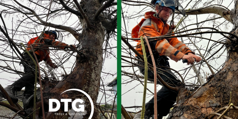 Tree surgeon pruning large branches from a mature tree in Devon.