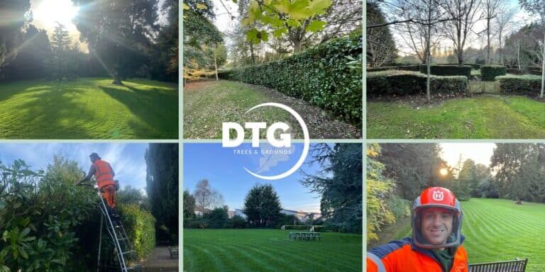 Lush green lawn with trees and hedges in Devon, UK, maintained by Devon Trees & Grounds Ltd.
