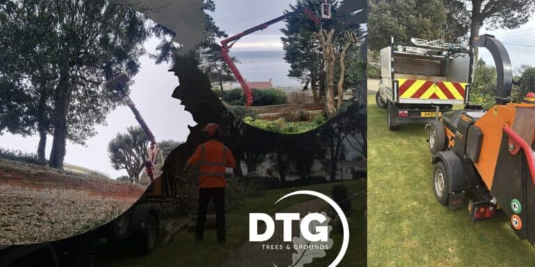 Devon Trees & Grounds Ltd tree maintenance and landscaping services.