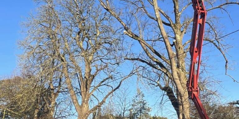 Tree pruning using a cherry picker by Devon Trees & Grounds Ltd.