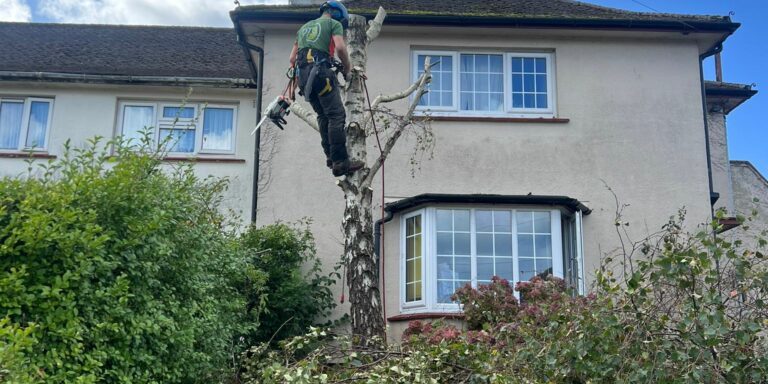 Tree surgeon trimming a tall tree outside a residential house in Devon.