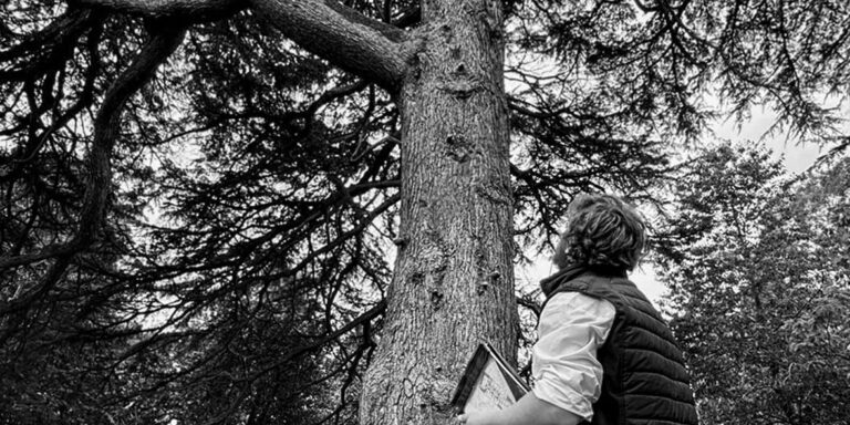 Tree inspection by arborist in Devon for tree health and safety.