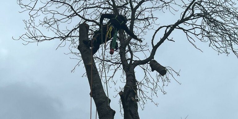 Tree pruning by Devon Trees & Grounds Ltd in progress on a leafless tree.
