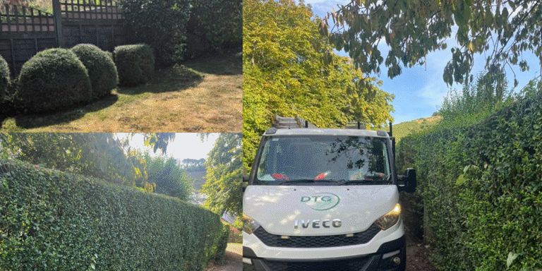 Well-maintained hedges and trees by Devon Trees & Grounds Ltd in Devon.