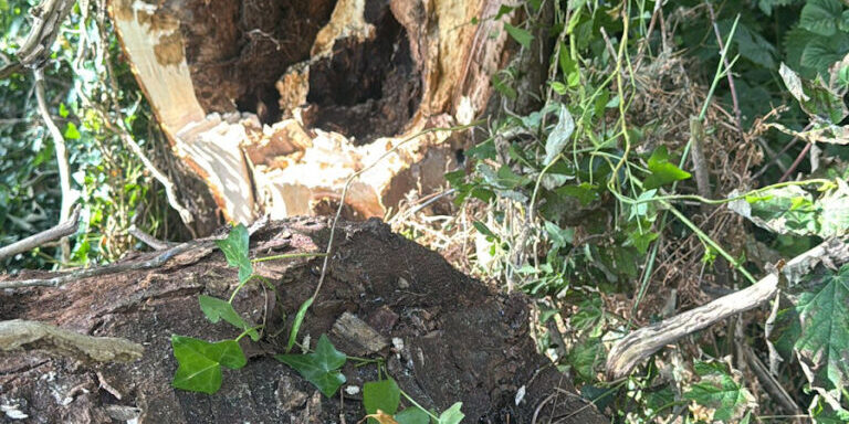 Damaged tree trunk with hollow and broken bark in a garden setting.