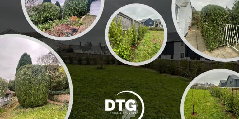 Professional garden hedge trimming and tree maintenance by Devon Trees & Grounds Ltd.