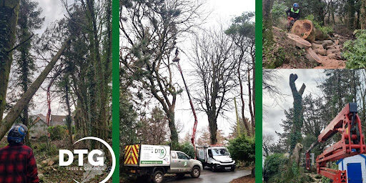 Tree removal and pruning services by Devon Trees & Grounds Ltd in Devon.