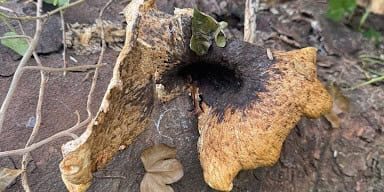 Damaged tree trunk with burnt and broken branches in a garden setting.